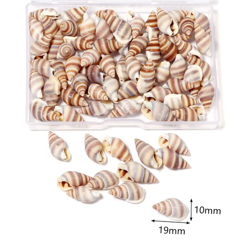 1 Box Sea Shells Spiral Shell Tiny Ocean Spiral Seashells Crafts