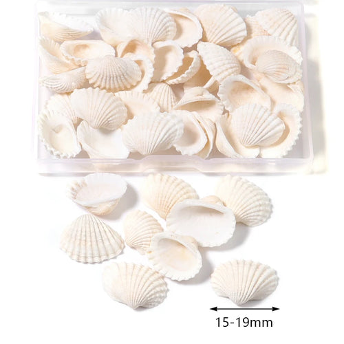 1 Box Sea Shells Spiral Shell Tiny Ocean Spiral Seashells Crafts