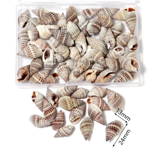 1 Box Sea Shells Spiral Shell Tiny Ocean Spiral Seashells Crafts