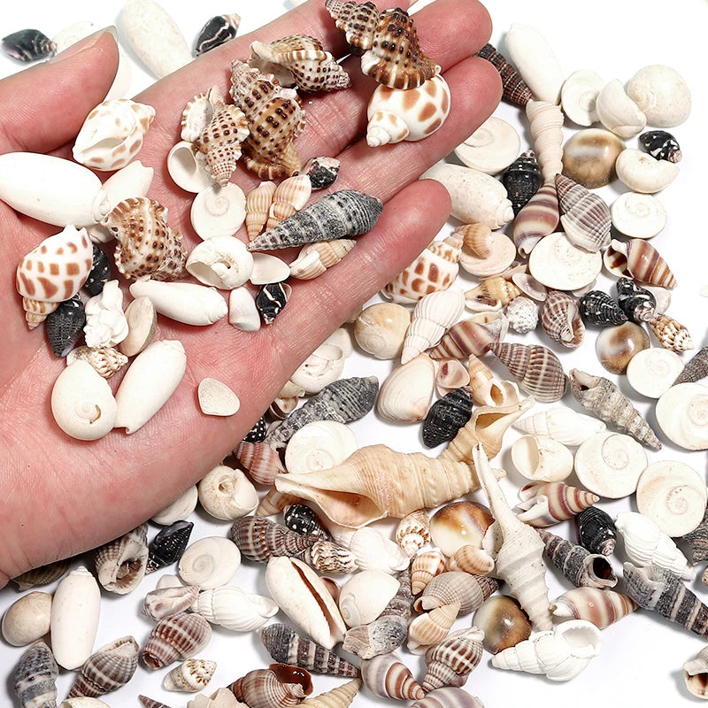 1 Box Sea Shells Spiral Shell Tiny Ocean Spiral Seashells Crafts