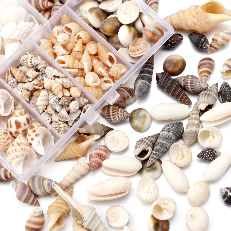 1 Box Sea Shells Spiral Shell Tiny Ocean Spiral Seashells Crafts