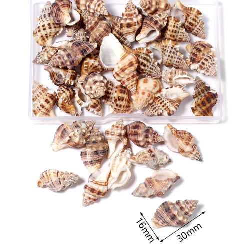 1 Box Sea Shells Spiral Shell Tiny Ocean Spiral Seashells Crafts
