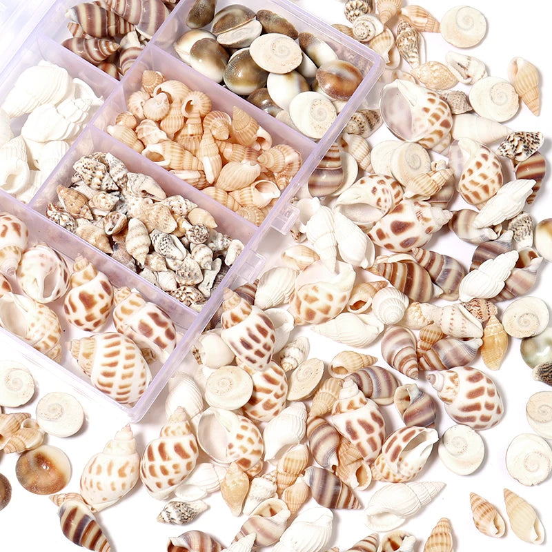 1 Box Sea Shells Spiral Shell Tiny Ocean Spiral Seashells Crafts