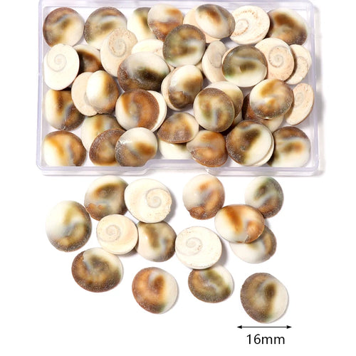 1 Box Sea Shells Spiral Shell Tiny Ocean Spiral Seashells Crafts