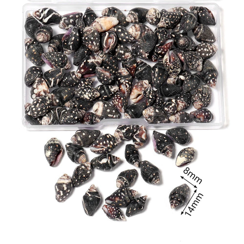 1 Box Sea Shells Spiral Shell Tiny Ocean Spiral Seashells Crafts