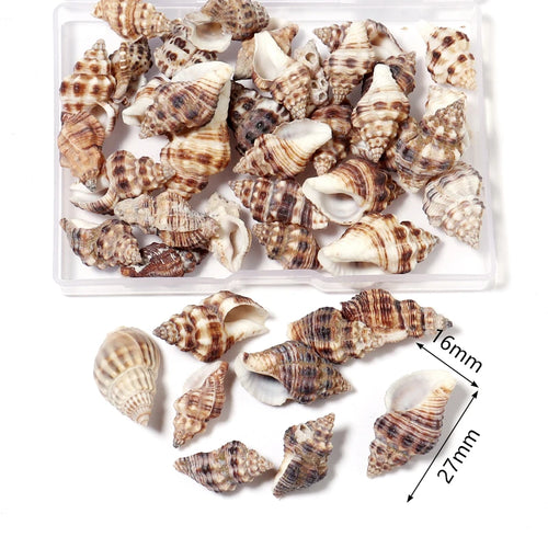 1 Box Sea Shells Spiral Shell Tiny Ocean Spiral Seashells Crafts