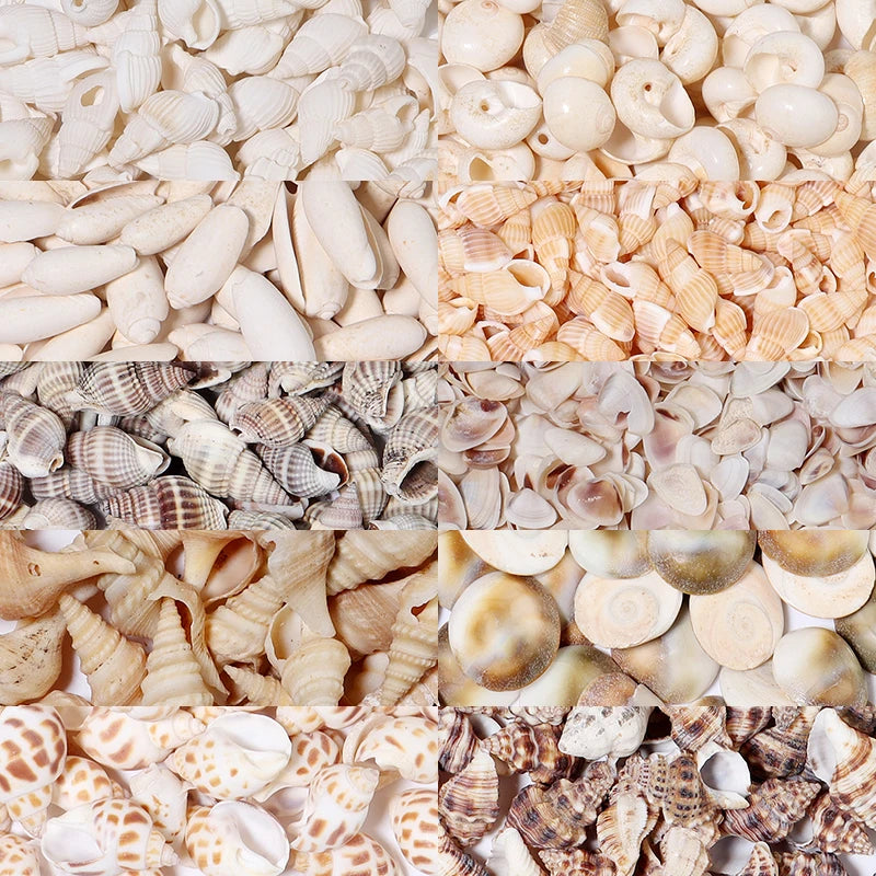 1 Box Sea Shells Spiral Shell Tiny Ocean Spiral Seashells Crafts
