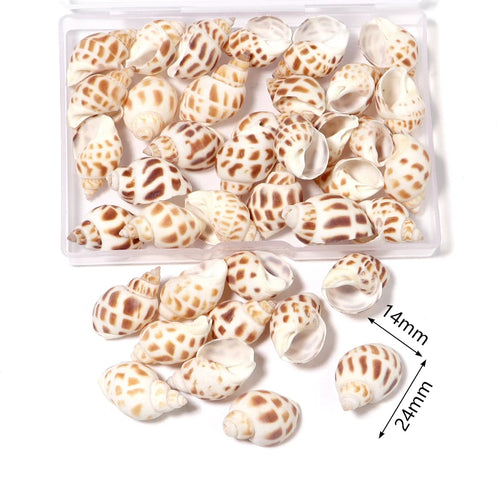 1 Box Sea Shells Spiral Shell Tiny Ocean Spiral Seashells Crafts
