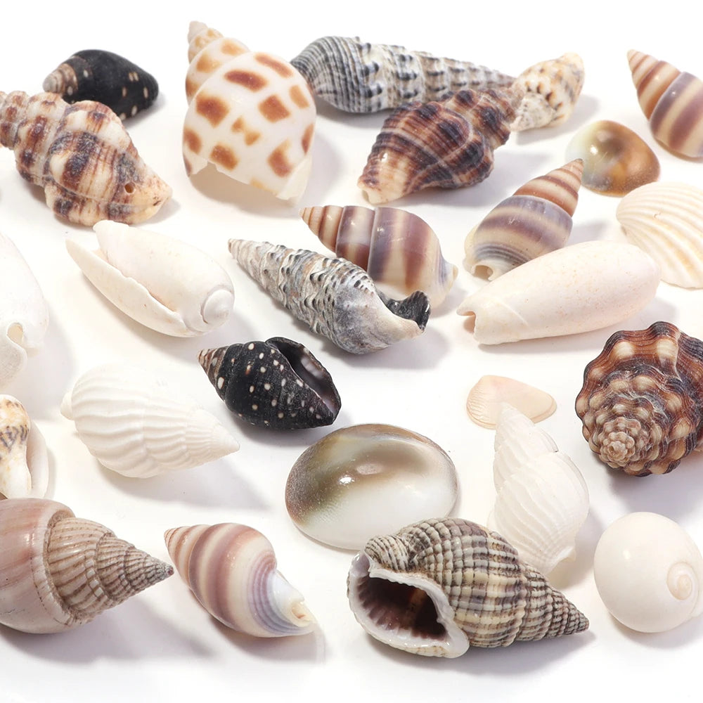1 Box Sea Shells Spiral Shell Tiny Ocean Spiral Seashells Crafts