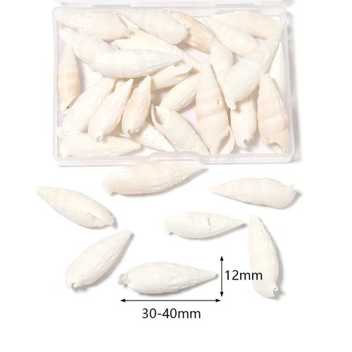 1 Box Sea Shells Spiral Shell Tiny Ocean Spiral Seashells Crafts