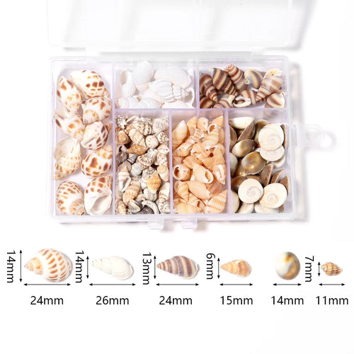 1 Box Sea Shells Spiral Shell Tiny Ocean Spiral Seashells Crafts