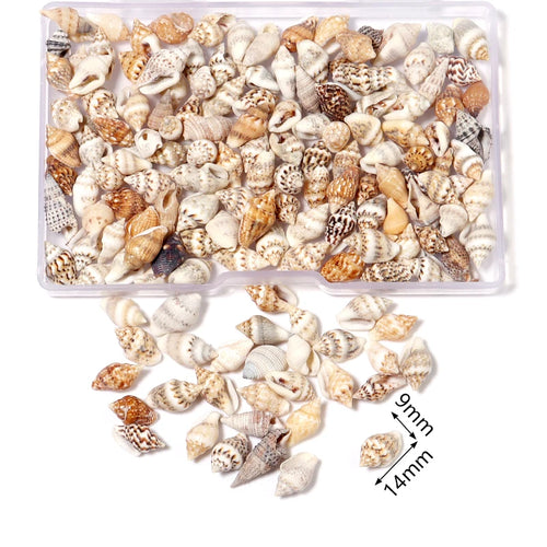 1 Box Sea Shells Spiral Shell Tiny Ocean Spiral Seashells Crafts