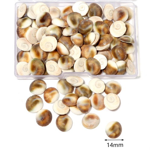 1 Box Sea Shells Spiral Shell Tiny Ocean Spiral Seashells Crafts