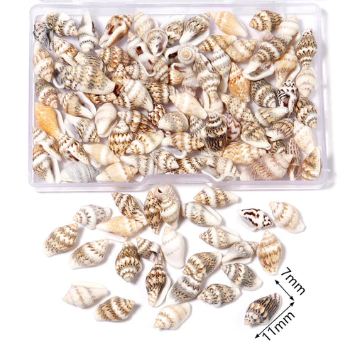 1 Box Sea Shells Spiral Shell Tiny Ocean Spiral Seashells Crafts